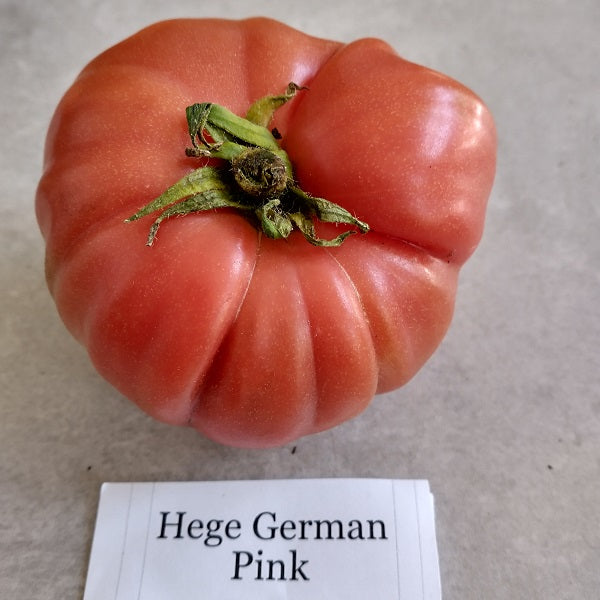 Hege German Pink tomato heirloom seeds @ sowdiverse.ie