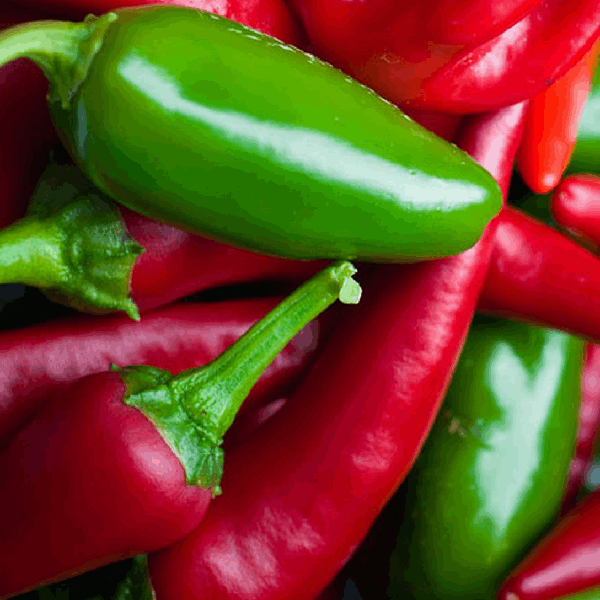 Jalapeno chili organic Sow Diverse