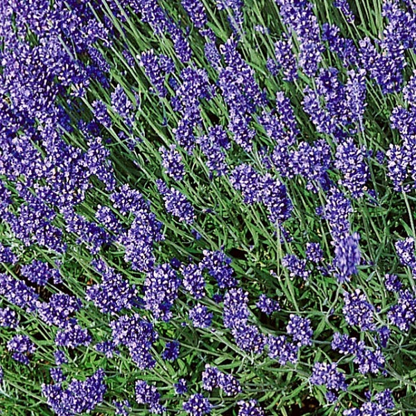 lavender vera Lavendula augustifolia organic seeds @ sowdiverse