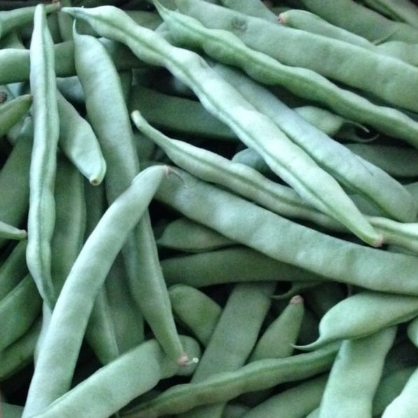 lazy housewife beans heirloom seeds @ sowdiverse.ie