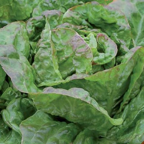 Lettuce Baquieu Erstling organic heirloom seeds @ sowdiverse.ie