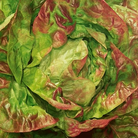 lettuce Brune d'Hiver organic heirloom seeds @ sowdiverse.ie