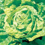 Lettuce merveille d'hiver organic heirloom seeds @ sowdiverse.ie