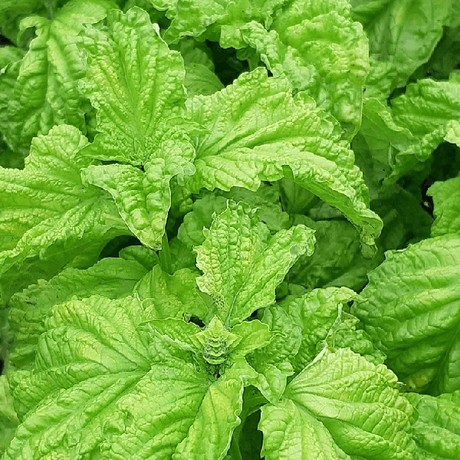 Giant basil napoletano Bolloso organic seeds heirloom @ sowdiverse.ie