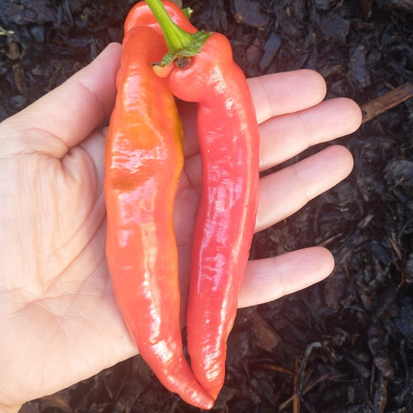 Manganji pepper seeds japanese heirloom seeds @ sowdiverse.ie