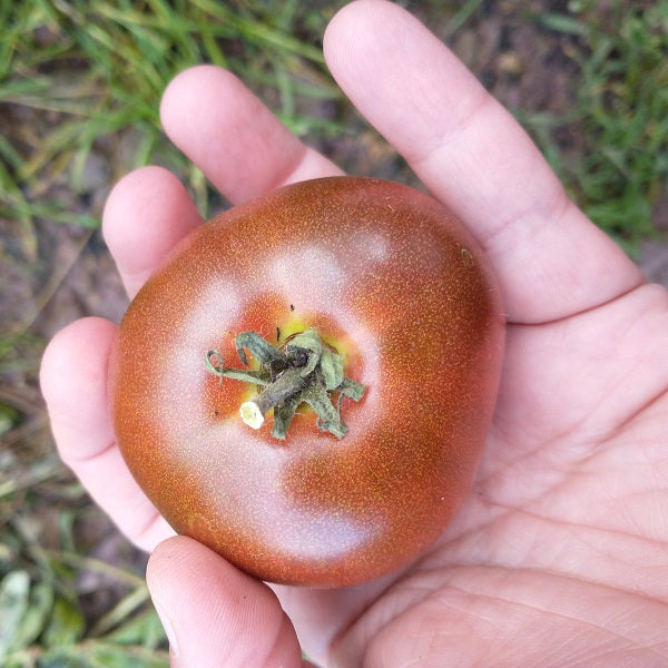 Maralinga Dwarf tomato seeds Dwarf tomato project  @ sowdiverse,ie