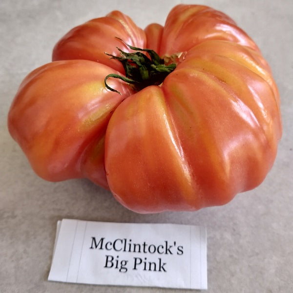 mc Clintock's big pink heirloom tomato seeds @ sowdiverse.ie