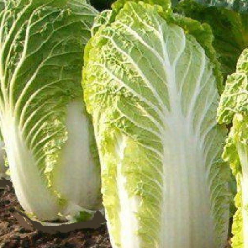 Michihli chinese cabbage seeds organic @ sowdiverse.ie