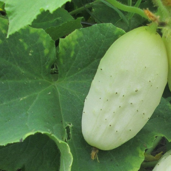 Miniature white cucumber heirloom seeds @ sowdiverse.ie