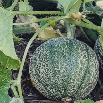 Melon Minnesota Midget melon seeds heirloom @sowdiverse.ie