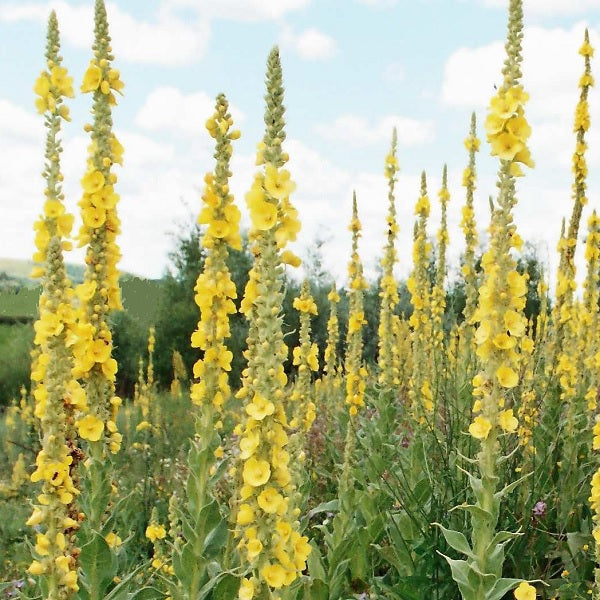 Mullein organic seeds Verbascum densiflorum medicinal seeds @ sowdiverse.ie