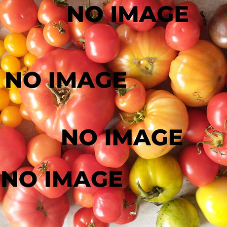 Sow Diverse's early tomato mix seeds 