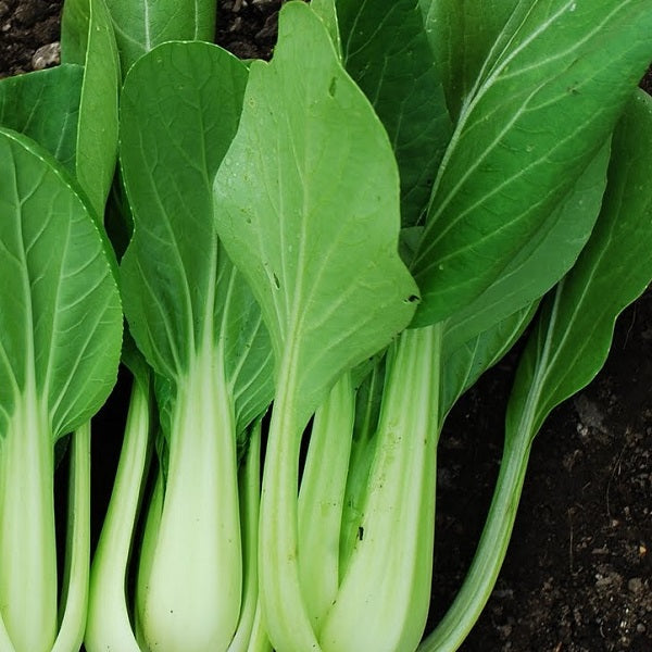 Pak choi chinese cabbage heirloom seeds @ sowdiverse.ie