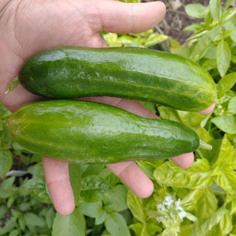 Palestinian cucumber Baladi Seeds irish grown @ sowdiverse.ie