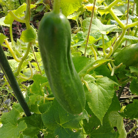 Palestinian Cucumber Baladi, khiyar Baladi  seeds heirloom @sowdiverse.ie