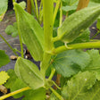 Palestinian Okra seeds Heirloom Irish grown @ sowdiverse.ie