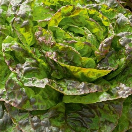 passion brune winter lettuce seeds @ sowdiverse.ie