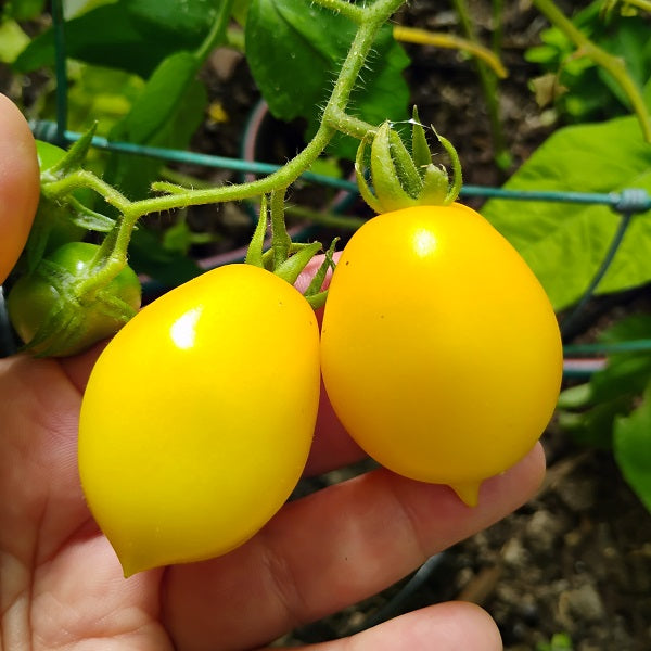 Piennolo del Vesuvio Giallo tomatoes on plant. Piennolo del vesuvo giallo seeds grown and saved by Sow Diverse in Ireland