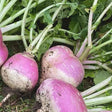 purple top milan turnip organic seeds @ sowdiverse.ie