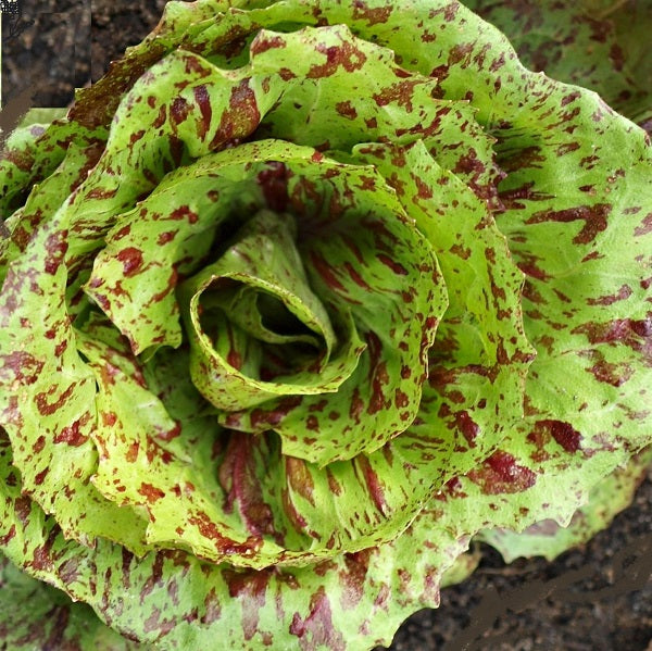 organic castelfranco variegated chicory seeds heirloom @ sowdiverse.ie