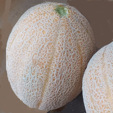 retato degli ortolani melon organic seeds heirloom @ sowdiverse.ie