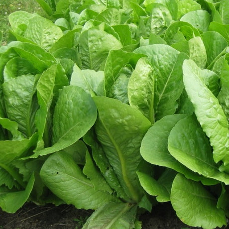 Romaine Lettuce Bionda Degli Ortoliani organic seeds @ sowdiverse.ie