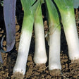 Leek Long de Mezieres seeds @ sowdiverse.ie