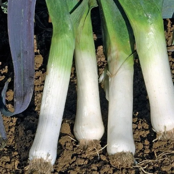 Leek Long de Mezieres seeds @ sowdiverse.ie