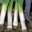 Saint Victor winter leek seeds organic @ sowdiverse.ie