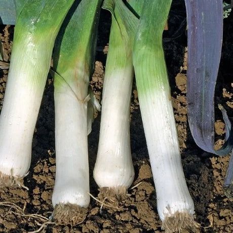 Saint Victor winter leek seeds organic @ sowdiverse.ie