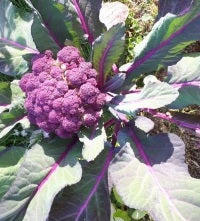 Santa Teresa Blue Broccoli organic Sow Diverse