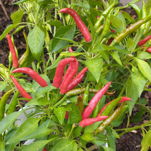 Takanotsume pepper seeds irish grown @ sowdiverse.ie