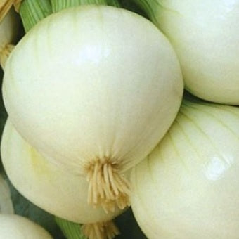 Tonda Musona onion seeds organic @ sowdiverse.ie