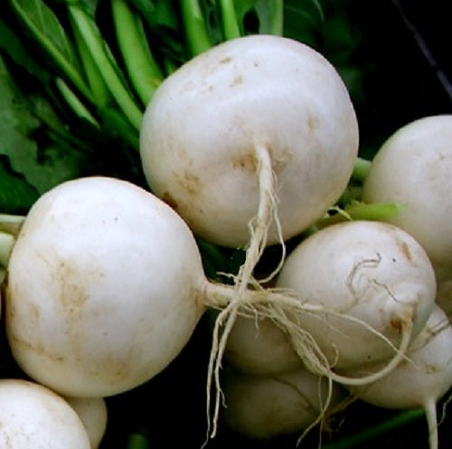 Turnip Rapa Bianca Lodigiana organic