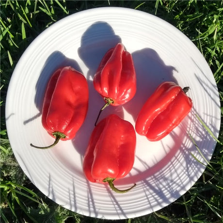 Ugandan Scotch bonnet seeds @ sowdiverse.ie
