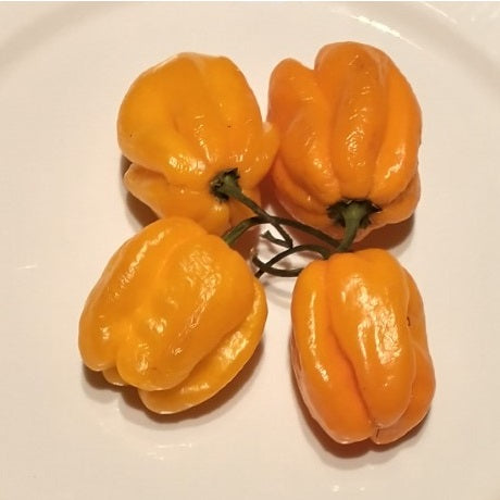 Yellow Habanero chili