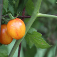 Striped Yellow Cherry Sunrise Bumble Bee Tomato organic Sow Diverse