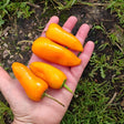 Four small, bright orange Aji Amarillo chilli peppers resting on an open human hand, from  chilli pepper seeds grown and seed saved by Sowdiverse.ie