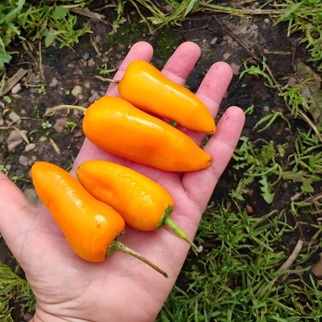 Four small, bright orange Aji Amarillo chilli peppers resting on an open human hand, from  chilli pepper seeds grown and seed saved by Sowdiverse.ie