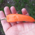 aji amarillo chilli pepper seeds from peru @ sowdiverse.ie
