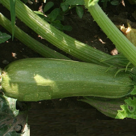 alberello di sarzana courgette seeds organic heirloom @ sowdiverse.ie