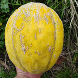 amish melon grown and seed saved by Sowdiverse.ie