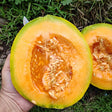 Amish melon sliced from Irish seeds grown and seed saved by Sow Diverse