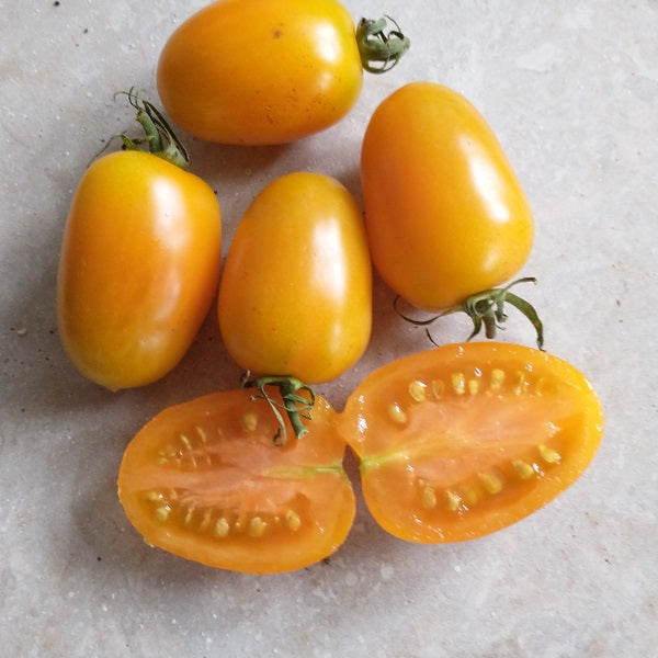 Amish gold tomato seeds heirloom @ sowdiverse.ie