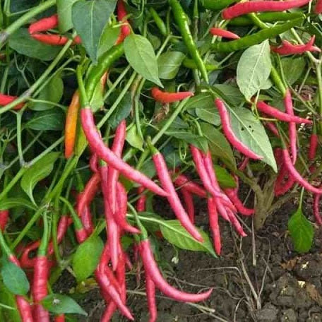 andhra mirchi chilli seeds @ sowdiverse.ie