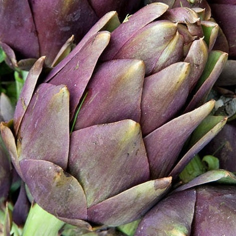 artichoke violet de provence seeds heirloom @ sowdiverse.ie