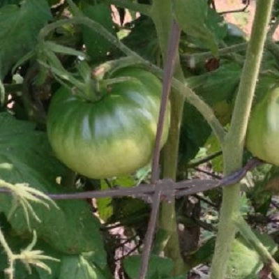 Aunt Ruby's German green tomato organic seeds heirloom @ sowdiverse.ie