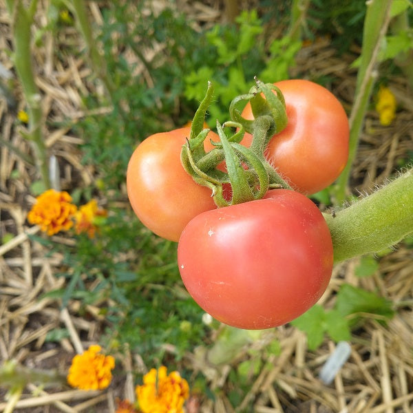 Aunt lucy italian tomato seeds heirloom @ sowdiverse.ie