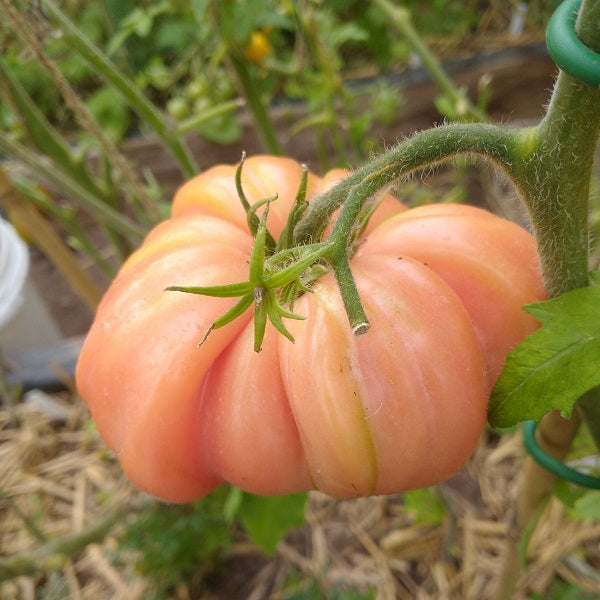 Babushkin Secret tomato seeds Russian heirloom tomato @ sowdiverse.ie