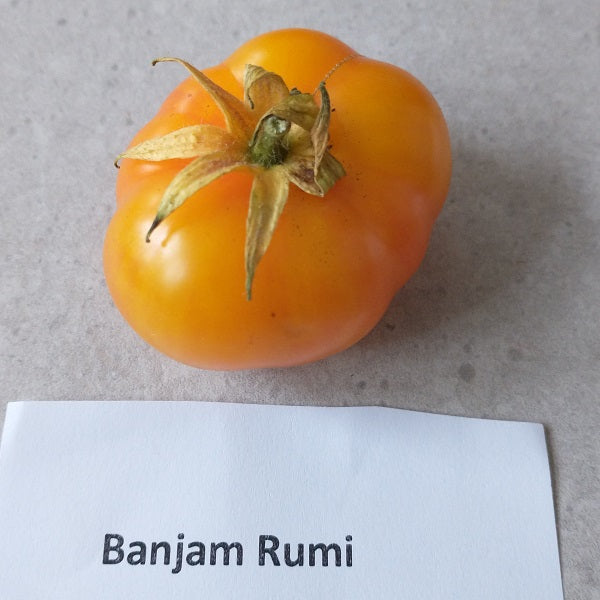 Banjam Rumi tomato seeds heirloom from afghanistan @ sowdiverse.ie